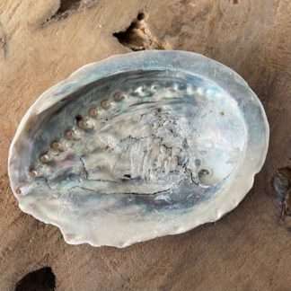 Abalone schelp 10 cm