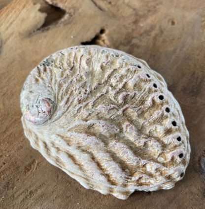 Abalone schelp 10 cm
