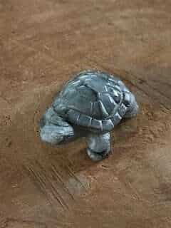 Labradoriet schildpad