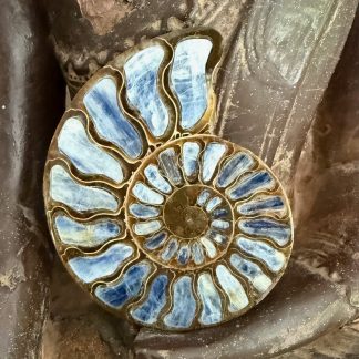 Ammoniet ingelegd met kyaniet