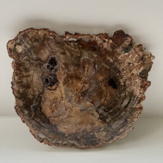Versteend hout plak