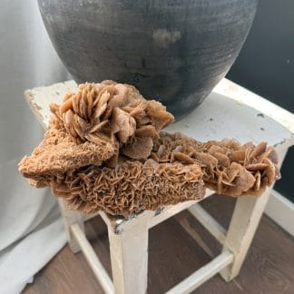 Woestijnroos